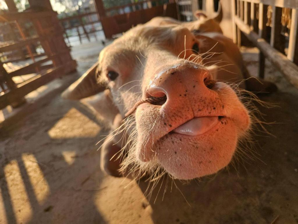 The Buffalo Amphawa Samut Songkhram Zewnętrze zdjęcie