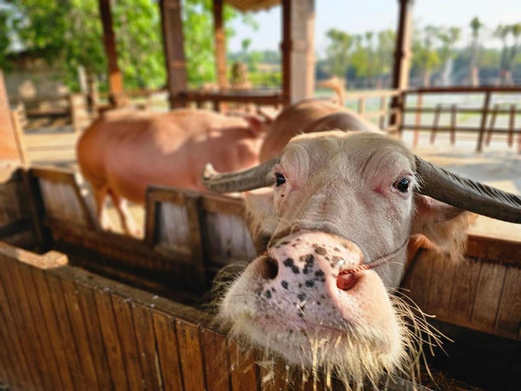 The Buffalo Amphawa Samut Songkhram Zewnętrze zdjęcie